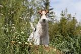 FOX TERRIER 209